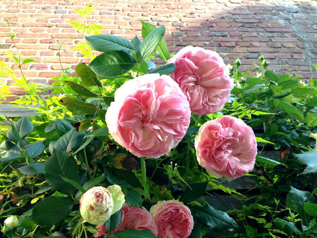 La Campagne A Bed & Breakfast Parigi