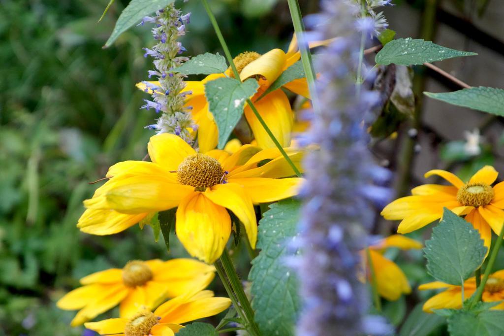 La Campagne A Bed & Breakfast